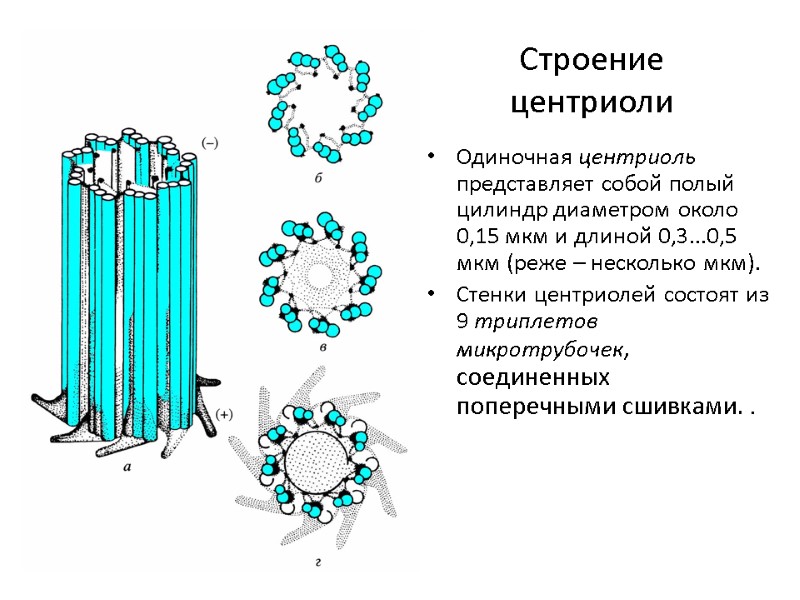 Строение центриоли Одиночная центриоль представляет собой полый цилиндр диаметром около 0,15 мкм и длиной